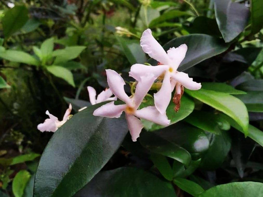 Amazon.com : Rare Scented Jasmine Flower Easy to Grow 5g Seeds